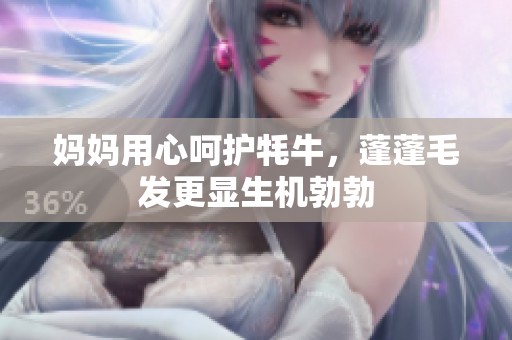 妈妈用心呵护牦牛，蓬蓬毛发更显生机勃勃